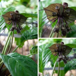 Black Bat Flower Live Plant Set of 2, Rare Tropical Tacca Plant, 3-5 Inch Tall 2 Inch Pot - Image 6