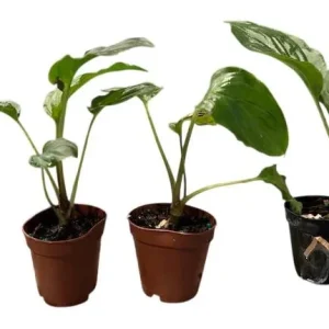 Black Bat Flower Live Plant Set of 2, Rare Tropical Tacca Plant, 3-5 Inch Tall 2 Inch Pot - Image 7