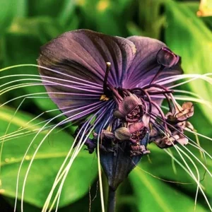 Black Bat Flower Live Plant Set of 2, Rare Tropical Tacca Plant, 3-5 Inch Tall 2 Inch Pot - Image 1