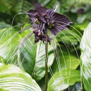 Black Bat Flower Plant – Rare Tropical Tacca Live Plant – 4 to 6 Inches Tall - Image 3