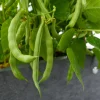 Black Bean Bush Plant Live Vegetable Seedling – 4 Inch Pot - Image 1