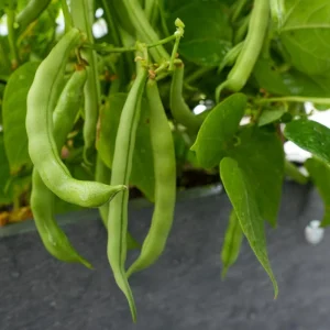 Black Bean Bush Plant Live Vegetable Seedling – 4 Inch Pot - Image 1