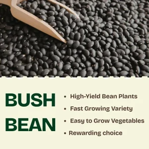 Black Bean Bush Plant Live Vegetable Seedling – 4 Inch Pot - Image 4