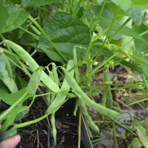 Black Bean Bush Plant Live Vegetable Seedling – 4 Inch Pot - Image 5