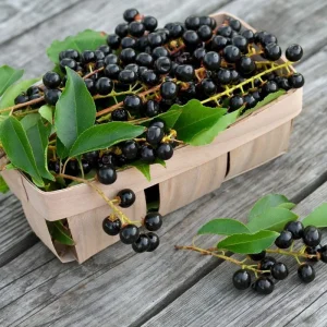 Black Cherry Tree Seedling - Live Plant for Outdoor Growing - 4 to 6 Inches Tall - Image 3