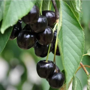Black Cherry Tree Seedling - Live Plant for Outdoor Growing - 4 to 6 Inches Tall - Image 1