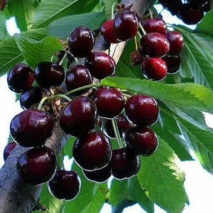 Black Cherry Tree Seedling - Live Plant for Outdoor Growing - 4 to 6 Inches Tall - Image 5
