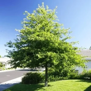 Black Gum Tree Seedlings - 5 Bare Roots, 1-2ft Tall, Dormant, Native Tree - Image 2