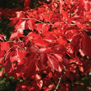 Black Gum Tree Seedlings - 5 Bare Roots, 1-2ft Tall, Dormant, Native Tree - Image 3