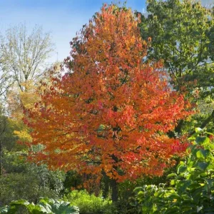 Black Gum Tree Seedlings - 5 Bare Roots, 1-2ft Tall, Dormant, Native Tree - Image 4