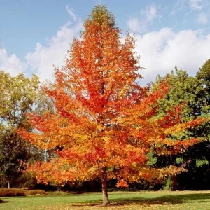 Black Gum Tree Seedlings - 5 Bare Roots, 1-2ft Tall, Dormant, Native Tree - Image 5