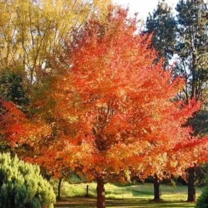 Black Gum Tree Seedlings - 5 Bare Roots, 1-2ft Tall, Dormant, Native Tree - Image 6