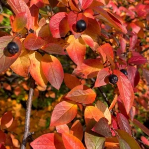 Black Gum Tree Seedlings - 5 Bare Roots, 1-2ft Tall, Dormant, Native Tree - Image 7