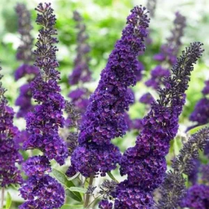 Black Knight Buddleia Live Plant – Fragrant Butterfly Bush 4-6 Inch Tall Outdoor Shrub - Image 2