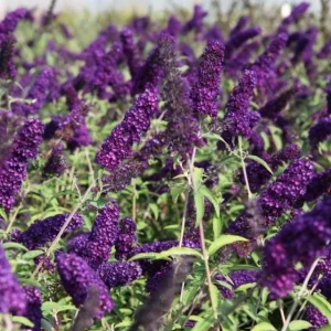 Black Knight Buddleia Live Plant – Fragrant Butterfly Bush 4-6 Inch Tall Outdoor Shrub - Image 3