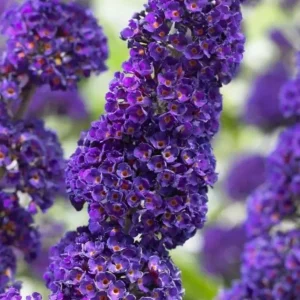 Black Knight Buddleia Live Plant – Fragrant Butterfly Bush 4-6 Inch Tall Outdoor Shrub - Image 4