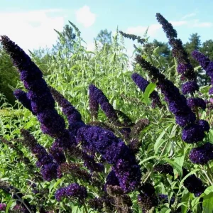 Black Knight Buddleia Live Plant – Fragrant Butterfly Bush 4-6 Inch Tall Outdoor Shrub - Image 5