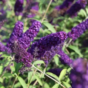 Black Knight Buddleia Live Plant – Fragrant Butterfly Bush 4-6 Inch Tall Outdoor Shrub - Image 6