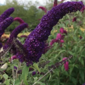 Black Knight Buddleia Live Plant – Fragrant Butterfly Bush 4-6 Inch Tall Outdoor Shrub - Image 7