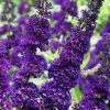 Black Knight Buddleia Live Plant – Fragrant Butterfly Bush 4-6 Inch Tall Outdoor Shrub - Image 1