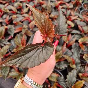 Black Magic Angel Wing Begonia Live Plant – 2 Inch Starter Pot – Indoor Houseplant - Image 2