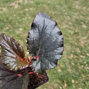 Black Magic Angel Wing Begonia Live Plant – 2 Inch Starter Pot – Indoor Houseplant - Image 3