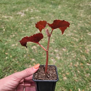Black Magic Angel Wing Begonia Live Plant – 2 Inch Starter Pot – Indoor Houseplant - Image 4