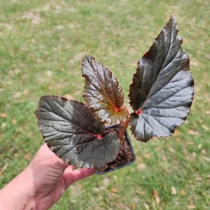 Black Magic Angel Wing Begonia Live Plant – 2 Inch Starter Pot – Indoor Houseplant - Image 5