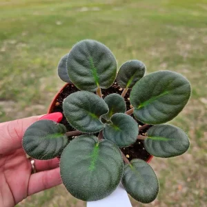 Black Pearl African Violet Live Plant - 4 Inch Pot Starter - Potted Houseplant - Image 2