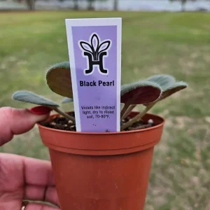 Black Pearl African Violet Live Plant - 4 Inch Pot Starter - Potted Houseplant - Image 3