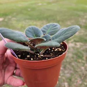 Black Pearl African Violet Live Plant - 4 Inch Pot Starter - Potted Houseplant - Image 4