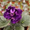 Black Pearl African Violet Live Plant - 4 Inch Pot Starter - Potted Houseplant - Image 1