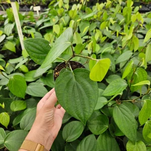 Black Pepper Live Plant (Piper Nigrum) - 4 Inch Pot - Edible Spice - Image 1