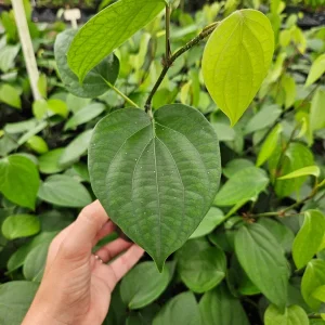 Black Pepper Live Plant (Piper Nigrum) - 4 Inch Pot - Edible Spice - Image 2