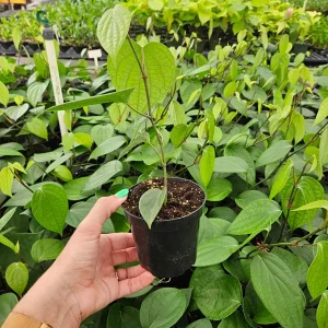 Black Pepper Live Plant (Piper Nigrum) - 4 Inch Pot - Edible Spice - Image 3