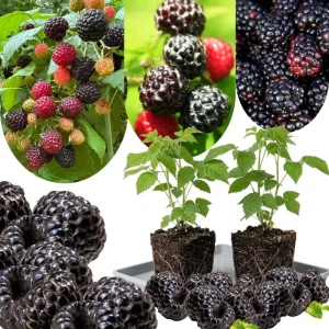 Black Raspberry Plant Live 6-12 Inch Tall Bare Root Outdoor Edible Berry - Image 2