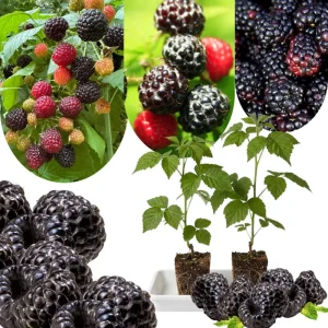 Black Raspberry Plant Live 6-12 Inch Tall Bare Root Outdoor Edible Berry - Image 3