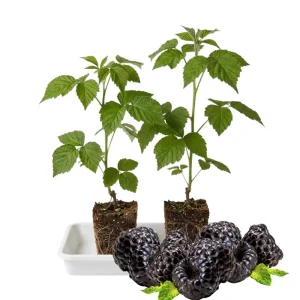 Black Raspberry Plant Live 6-12 Inch Tall Bare Root Outdoor Edible Berry - Image 4