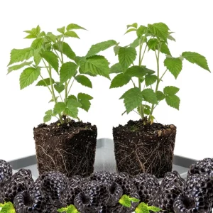 Black Raspberry Plant Live 6-12 Inch Tall Bare Root Outdoor Edible Berry - Image 5