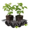 Black Raspberry Plant Live 6-12 Inch Tall Bare Root Outdoor Edible Berry - Image 1