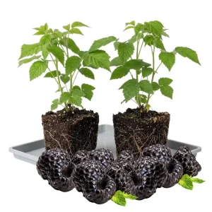 Black Raspberry Plant Live 6-12 Inch Tall Bare Root Outdoor Edible Berry - Image 1