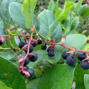 Black Salal Berry Live Plant - 4-7 inch Tall - Evergreen Shrub for Shade - Image 2