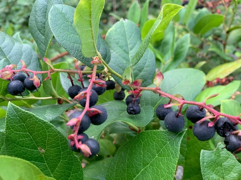 Black Salal Berry Live Plant - 4-7 inch Tall - Evergreen Shrub for Shade - Image 2