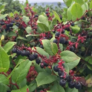Black Salal Berry Live Plant - 4-7 inch Tall - Evergreen Shrub for Shade - Image 3