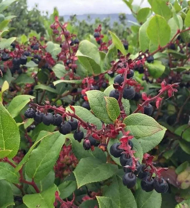 Black Salal Berry Live Plant - 4-7 inch Tall - Evergreen Shrub for Shade - Image 3
