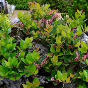 Black Salal Berry Live Plant - 4-7 inch Tall - Evergreen Shrub for Shade - Image 4