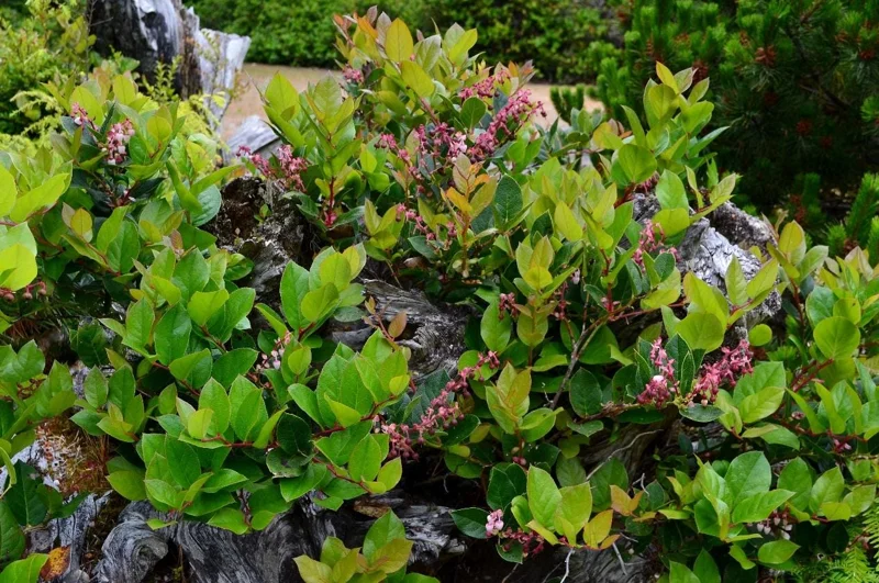 Black Salal Berry Live Plant - 4-7 inch Tall - Evergreen Shrub for Shade - Image 4