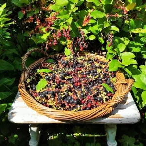 Black Salal Berry Live Plant - 4-7 inch Tall - Evergreen Shrub for Shade - Image 6