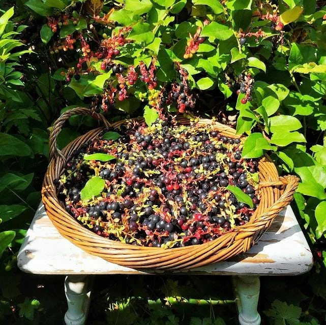 Black Salal Berry Live Plant - 4-7 inch Tall - Evergreen Shrub for Shade - Image 6