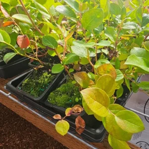 Black Salal Berry Live Plant - 4-7 inch Tall - Evergreen Shrub for Shade - Image 7